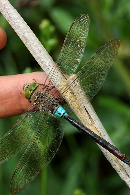 Anax parthenope